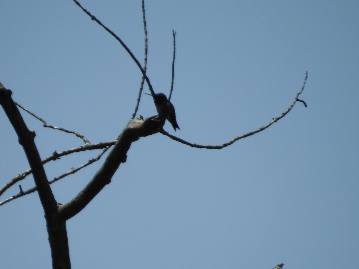 Ruby-throated Hummingbird - Chris Robinson