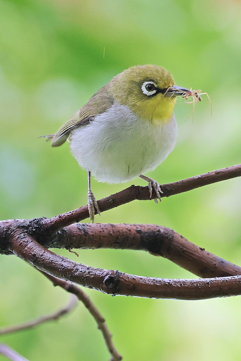 Swinhoe's White-eye - Nathan Wall