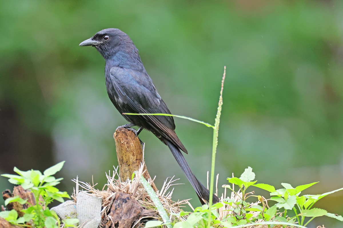 Black Drongo - Nathan Wall