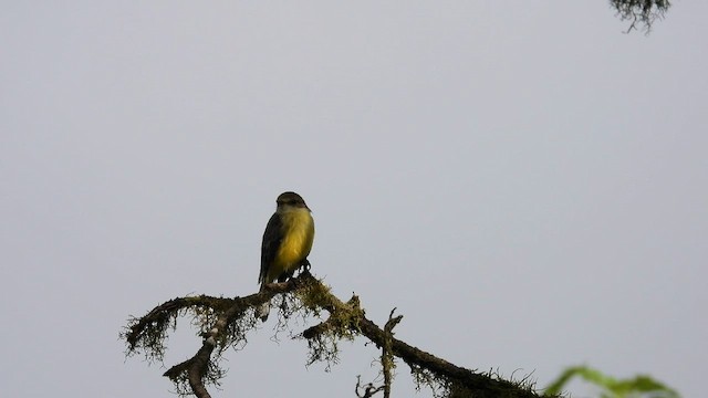 Mosquero de Galápagos - ML586955181