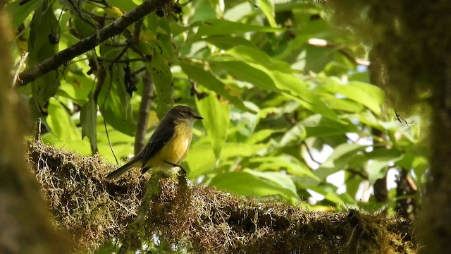 Brujo Flycatcher - ML586955291