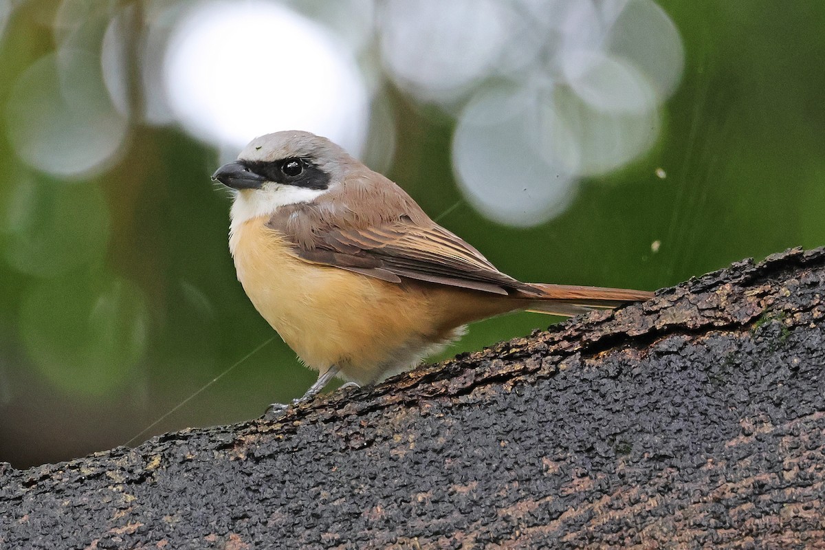 Brown Shrike - Nathan Wall