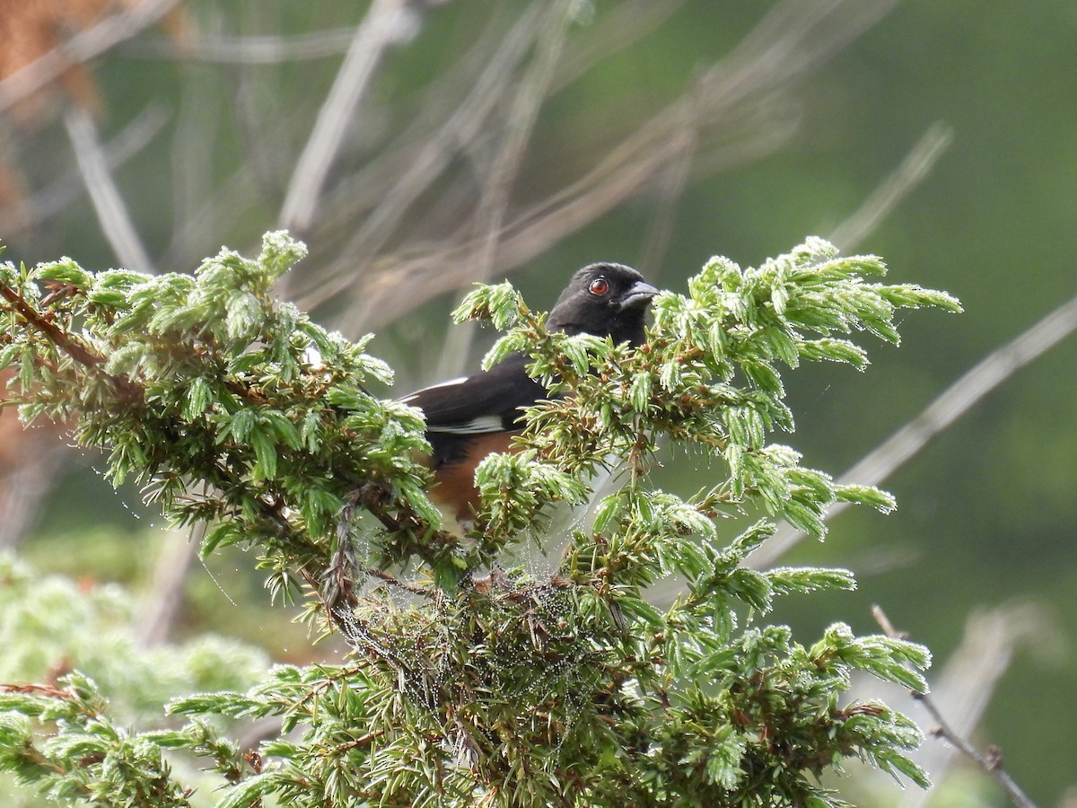 Eastern Towhee - ML586955991