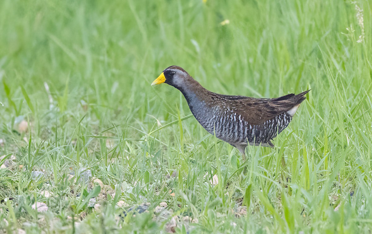 Polluela Sora - ML586956001