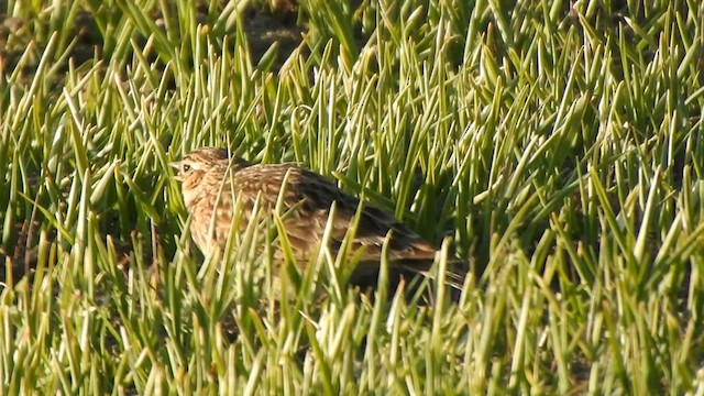 Eurasian Skylark - ML586956051