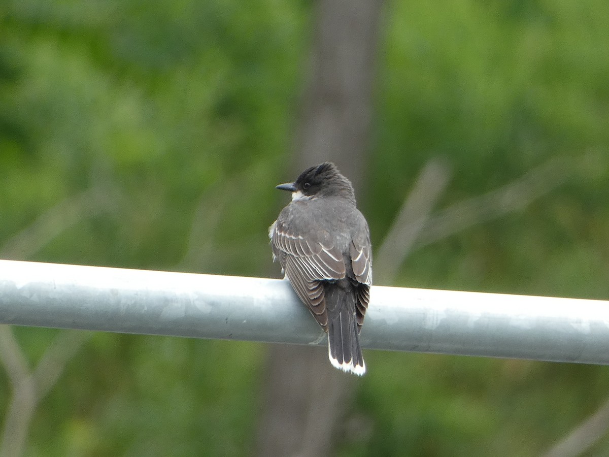 Eastern Kingbird - ML586956531