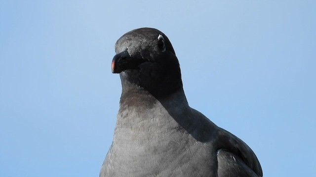 Gaviota Fuliginosa - ML586956571