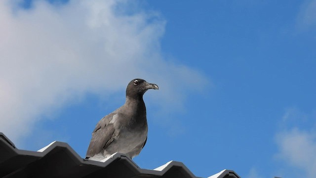 Gaviota Fuliginosa - ML586956971