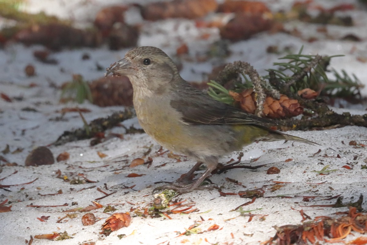 Red Crossbill - ML586957021