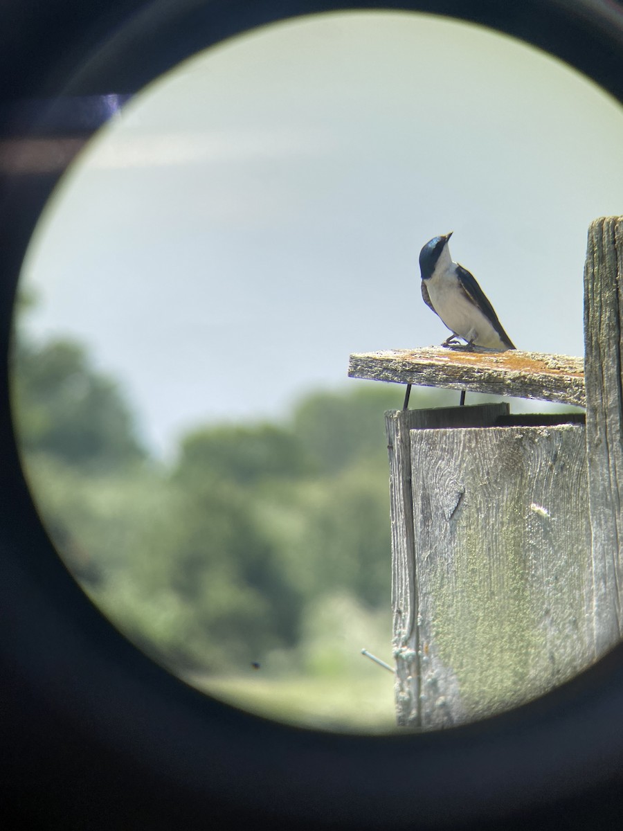 Golondrina Bicolor - ML586957071