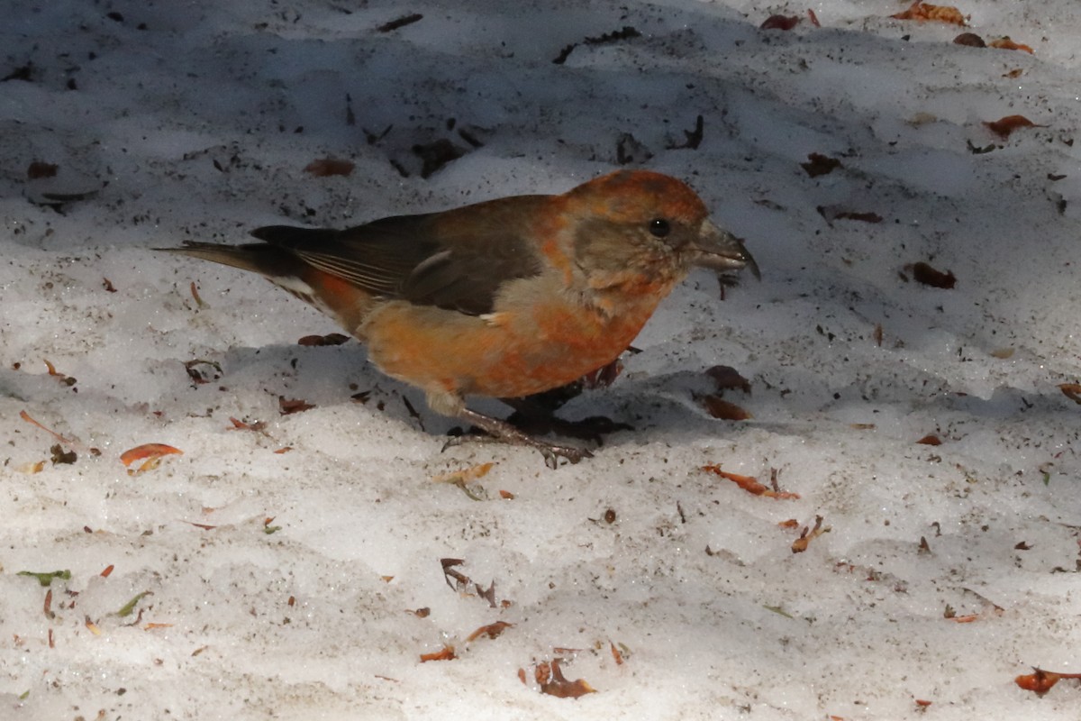 Гацуурын солбин хошуут - ML586957091