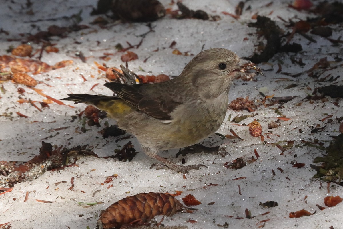 Red Crossbill - Jay Follett