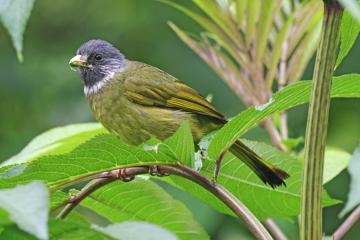 Collared Finchbill - Nathan Wall