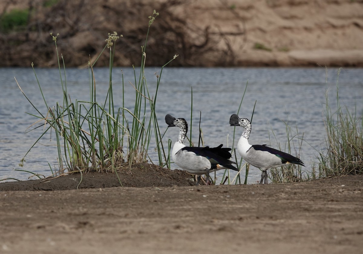 Knob-billed Duck - ML586957521