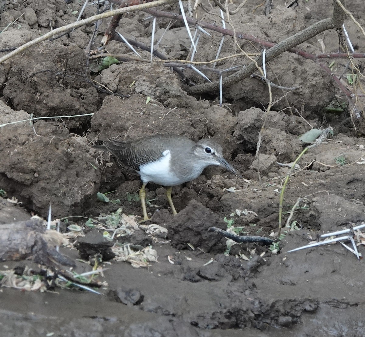 Common Sandpiper - Howard Laidlaw