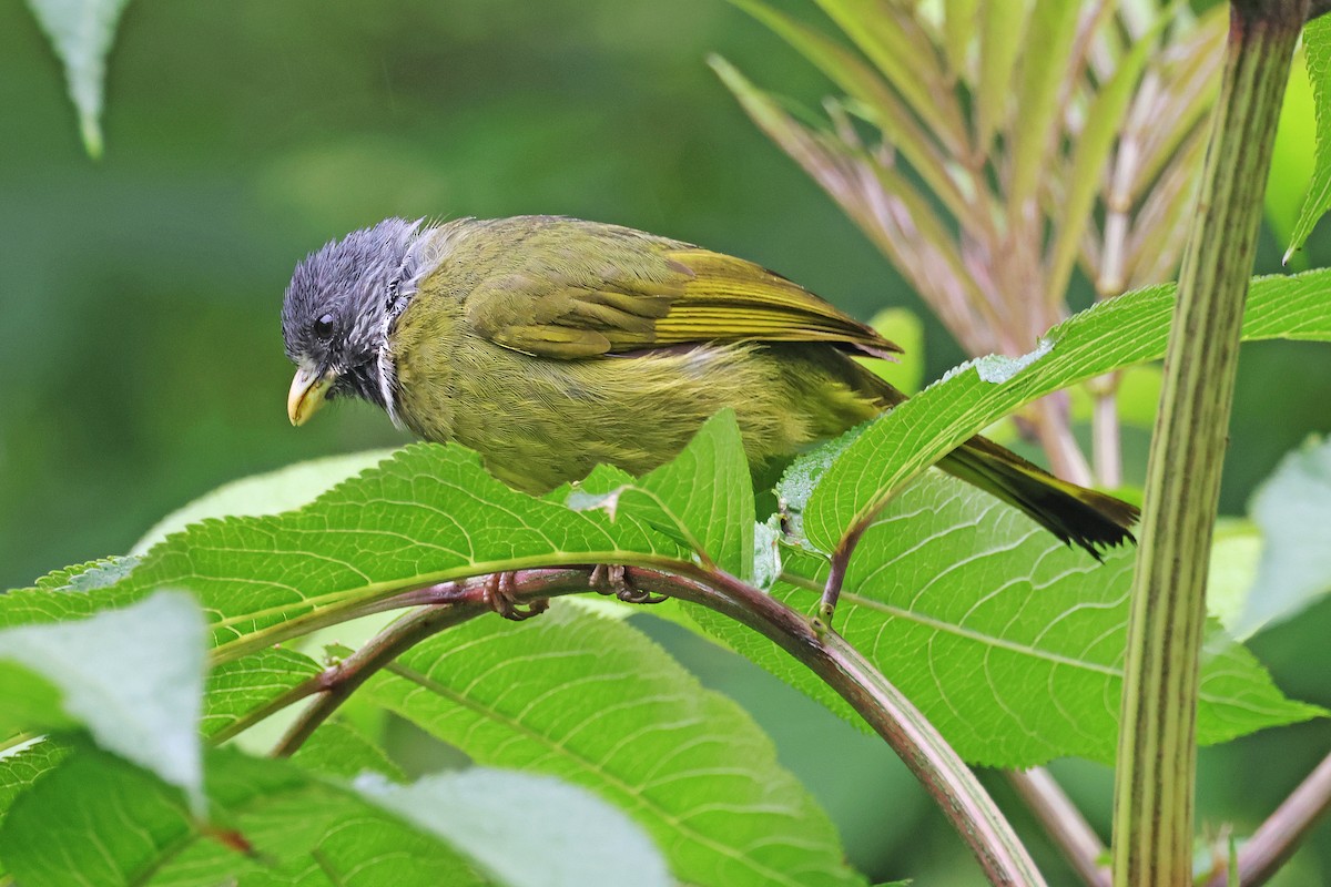 Bulbul à semi-collier - ML586957891