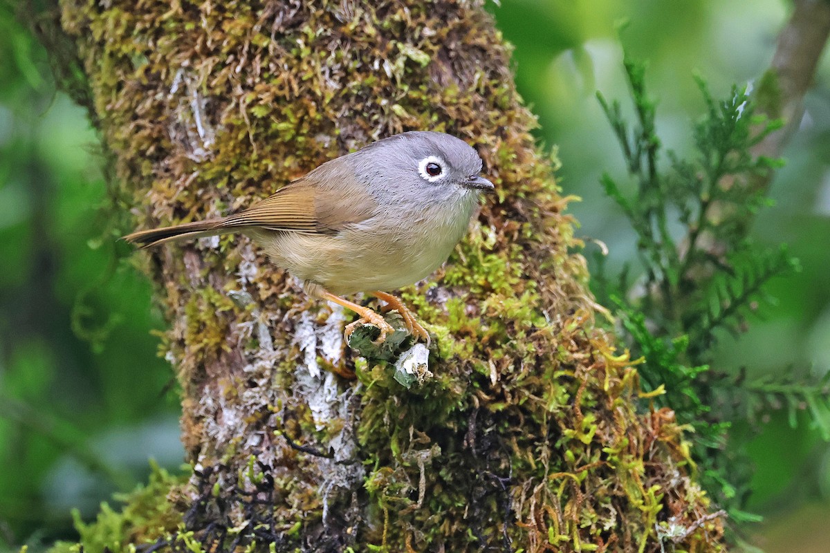 Morrison's Fulvetta - ML586958351