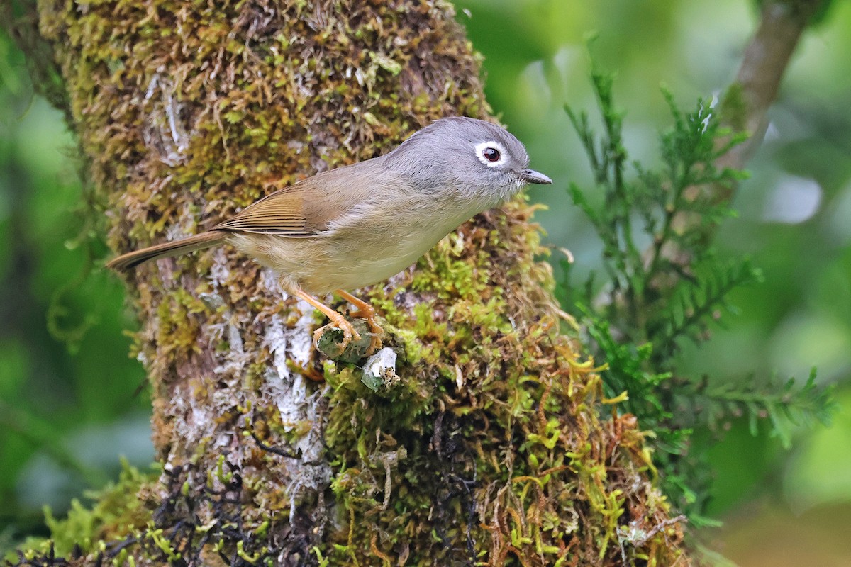 Morrison's Fulvetta - ML586958711