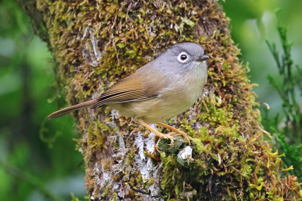 Morrison's Fulvetta - ML586958761