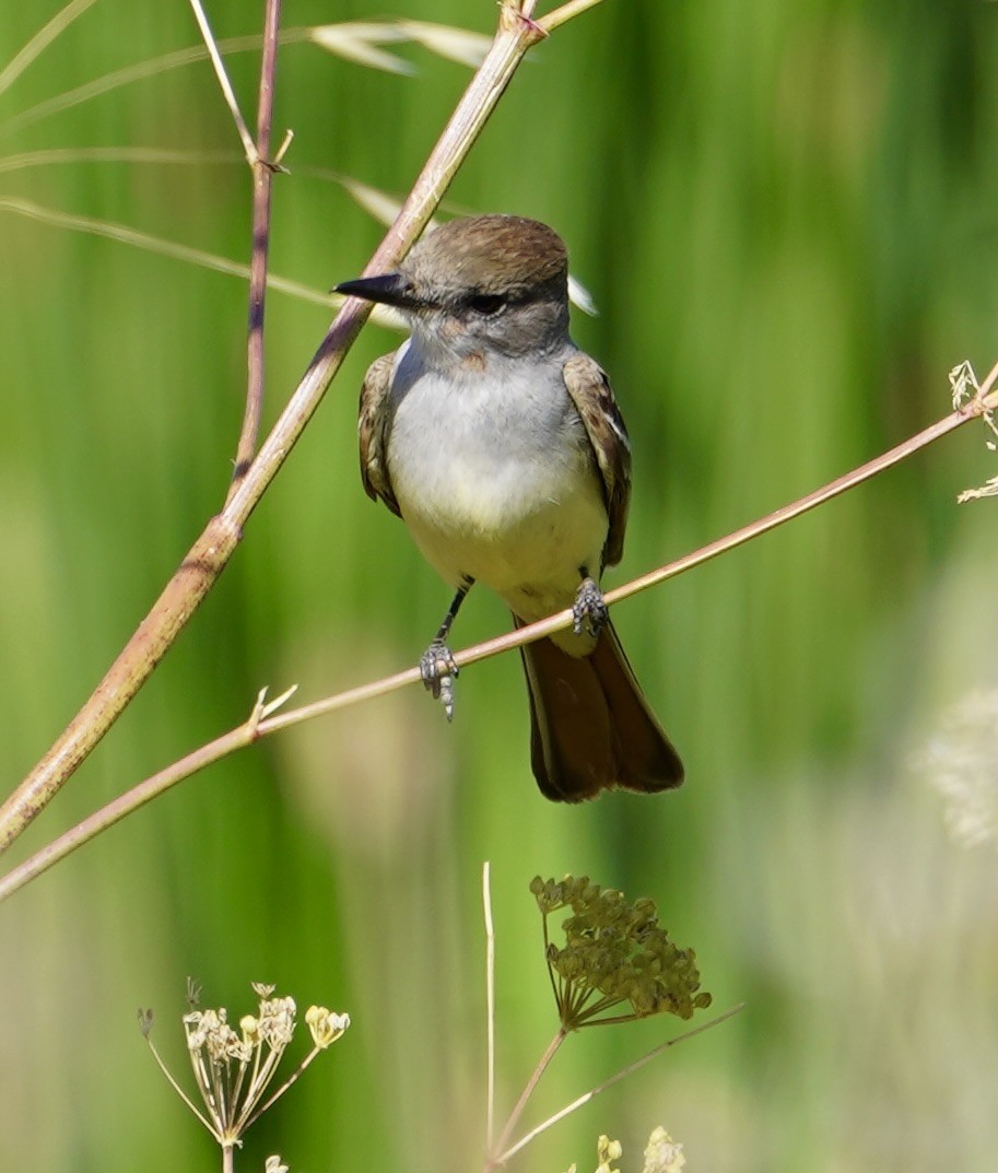 Ash-throated Flycatcher - MIck Griffin