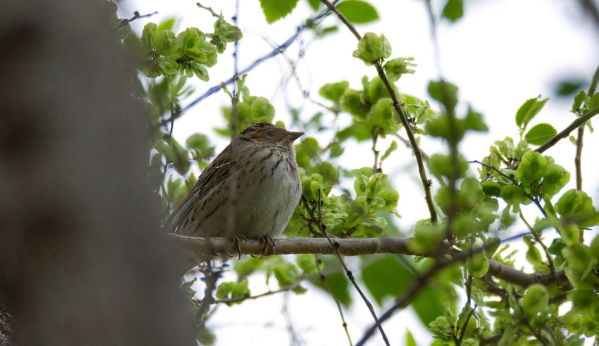 Little Bunting - ML586959891