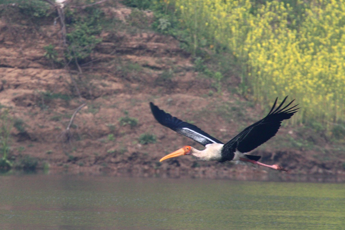 Painted Stork - ML586960011