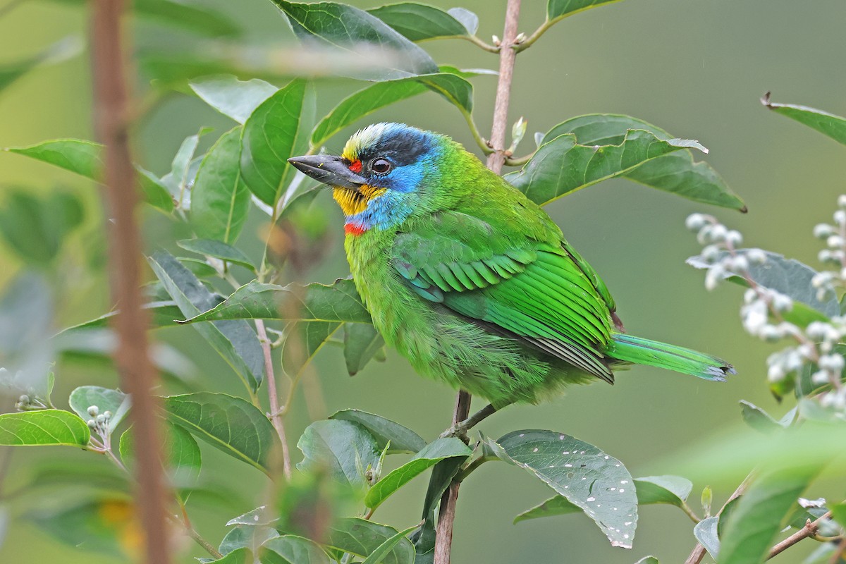 Taiwanbartvogel - ML586960441