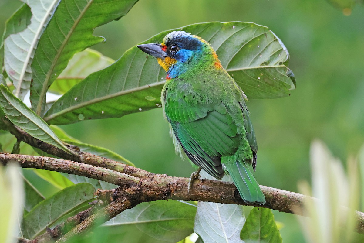 Taiwan Barbet - Nathan Wall