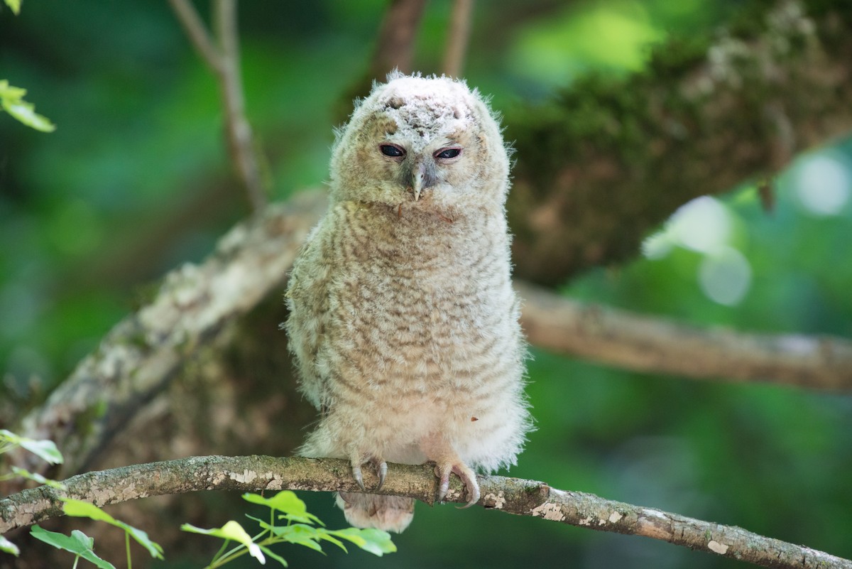 Tawny Owl - John C. Mittermeier