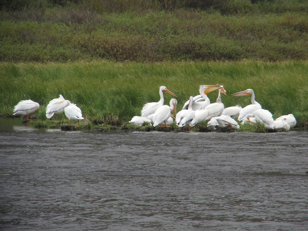 American White Pelican - ML586963341