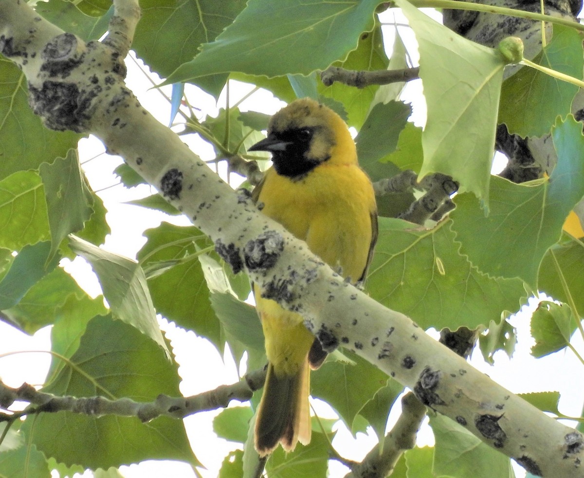Orchard Oriole - ML586963421