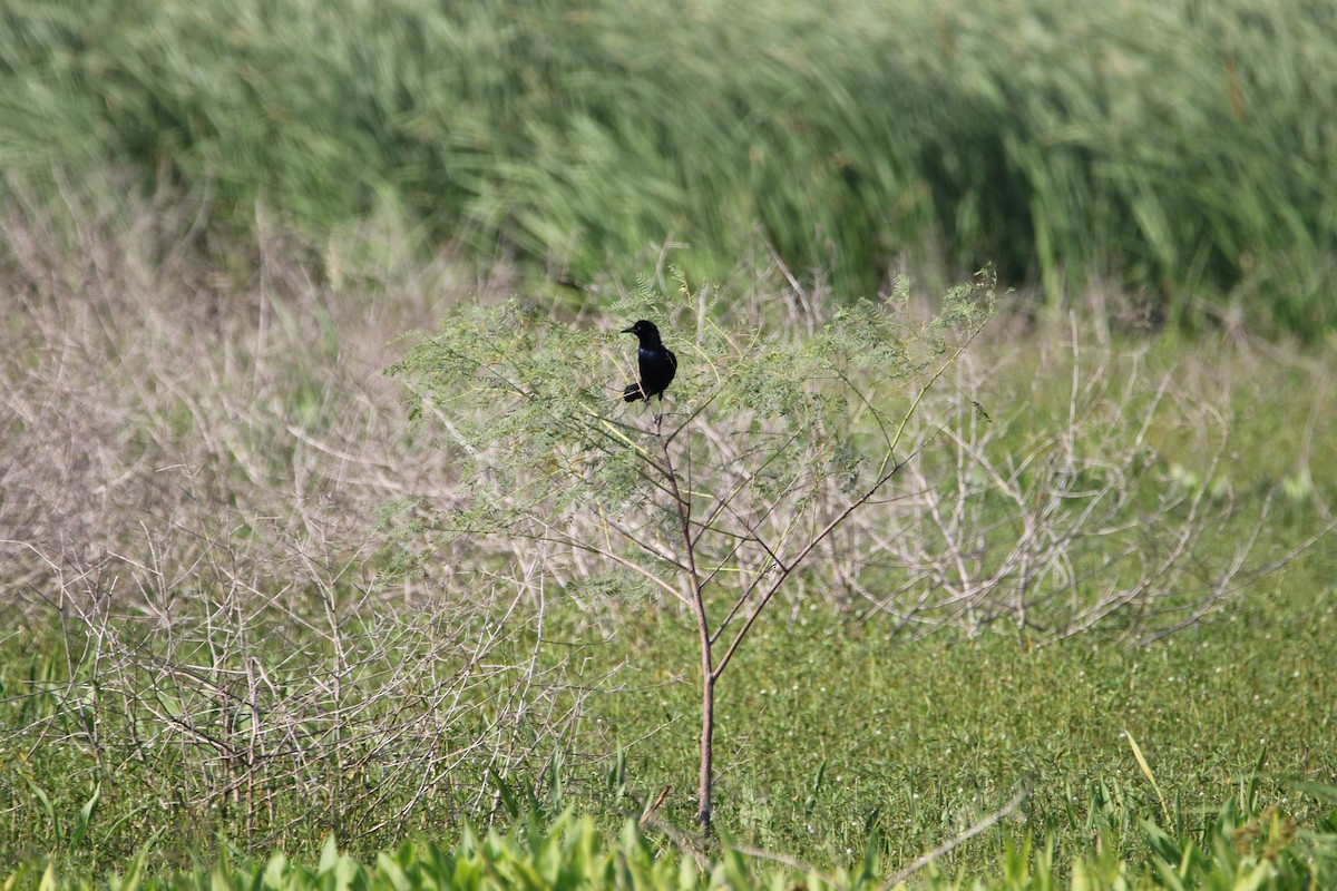 Boat-tailed Grackle - ML586963501