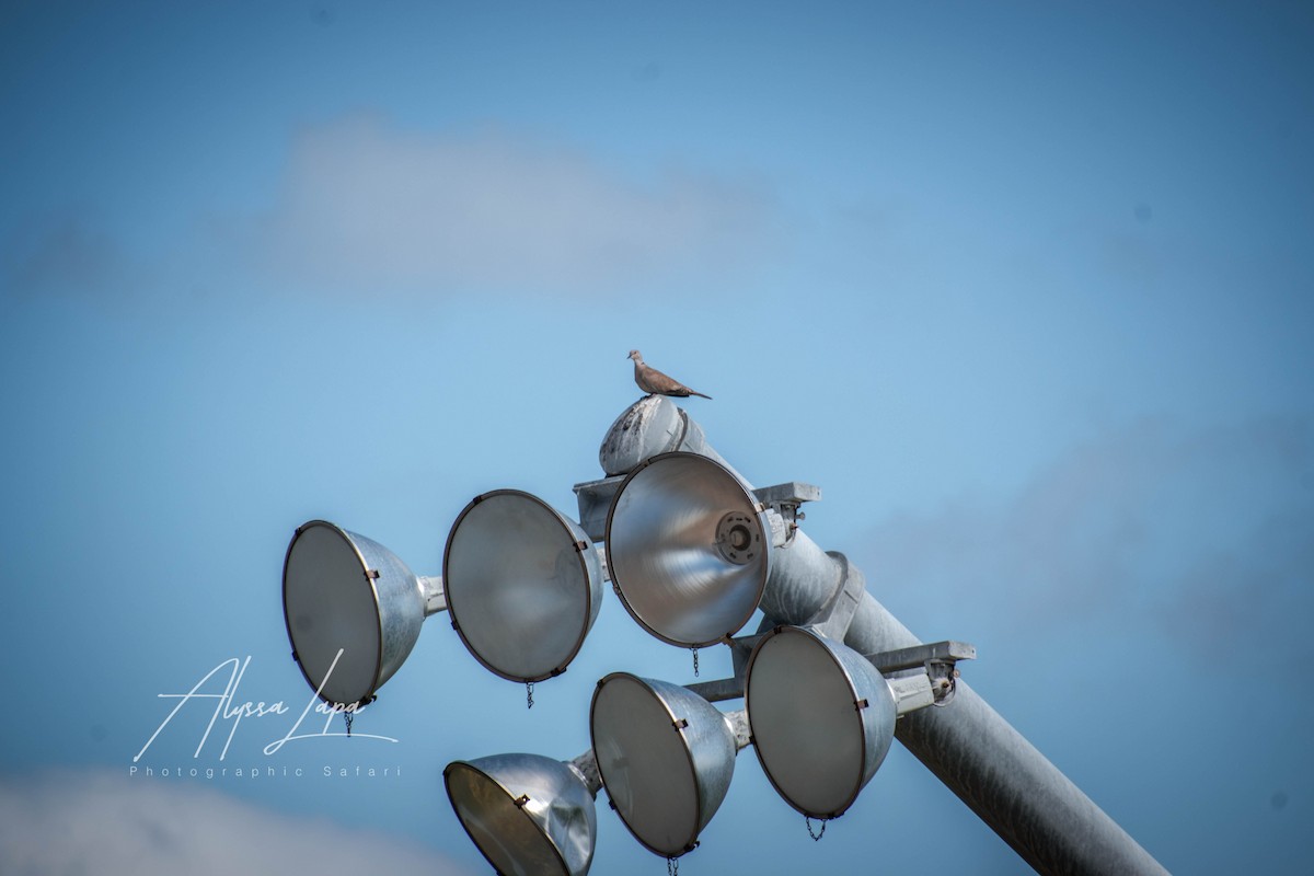 Eurasian Collared-Dove - ML586964251