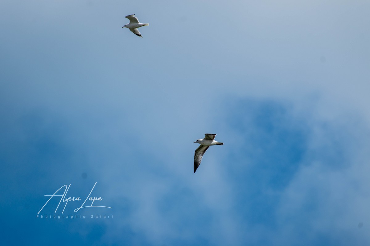 Ring-billed Gull - ML586964341