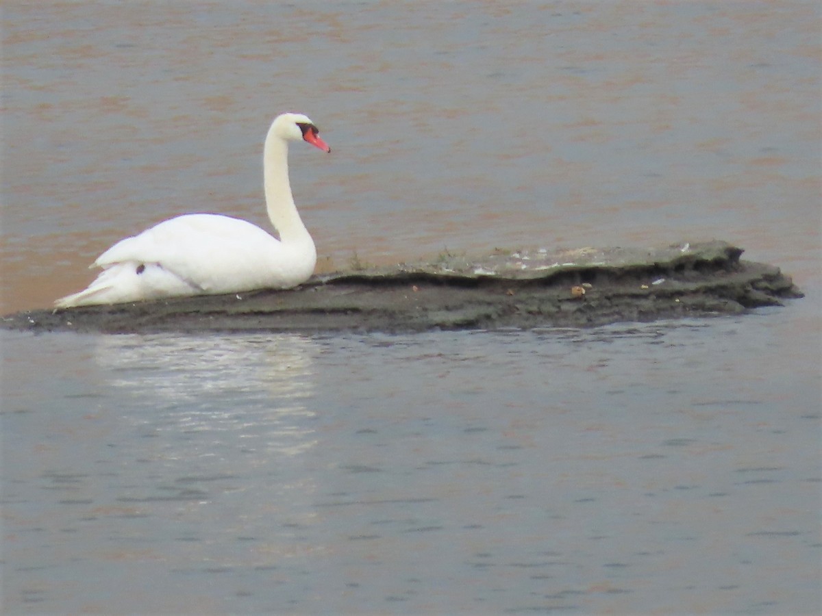 Mute Swan - ML586964541
