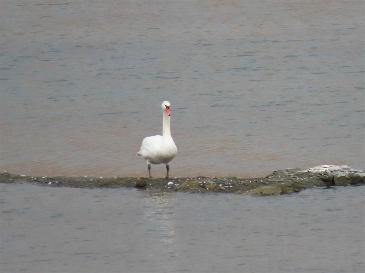 Mute Swan - ML586964561