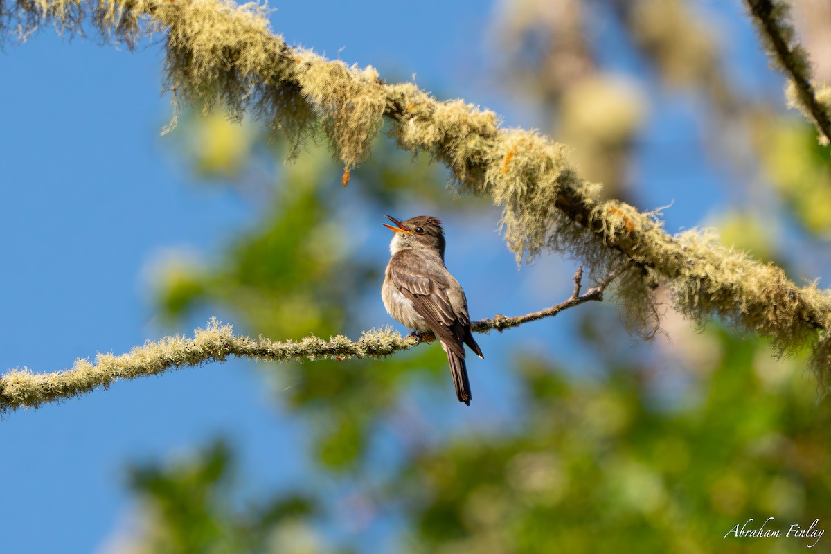 Western Wood-Pewee - ML586965571