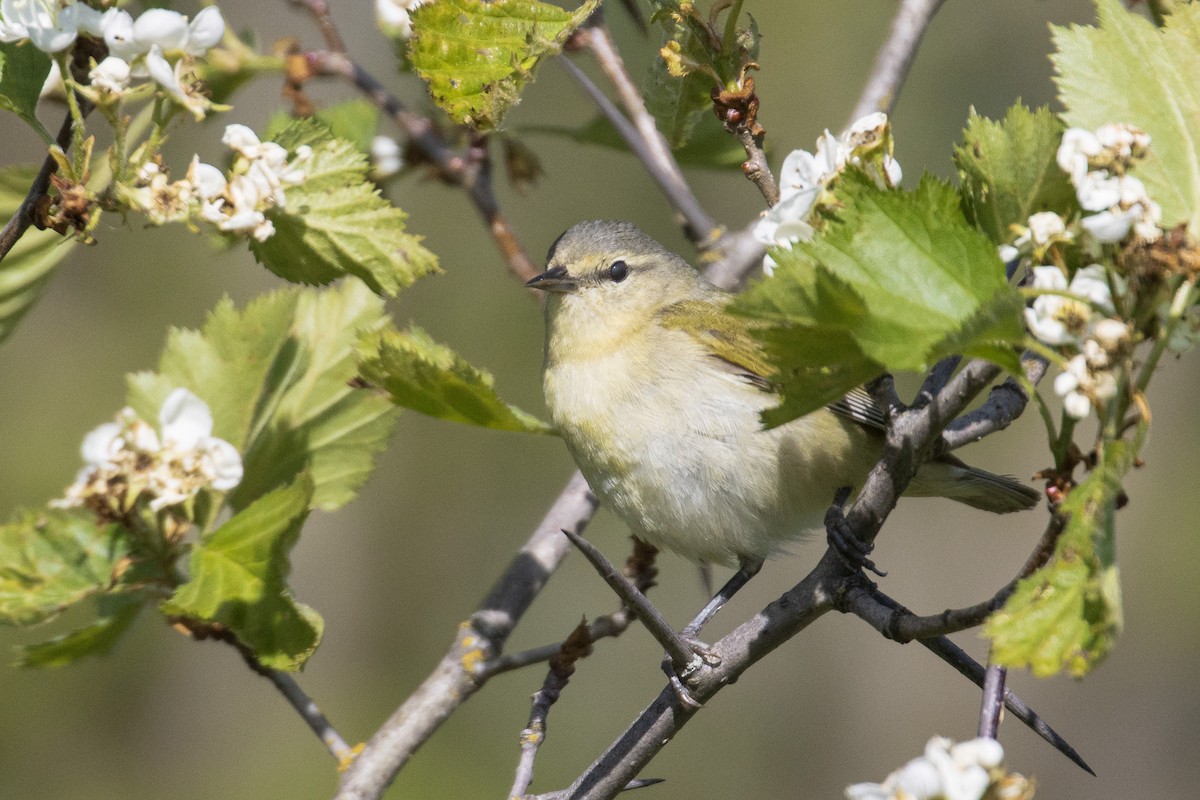 Tennessee Warbler - ML586965721