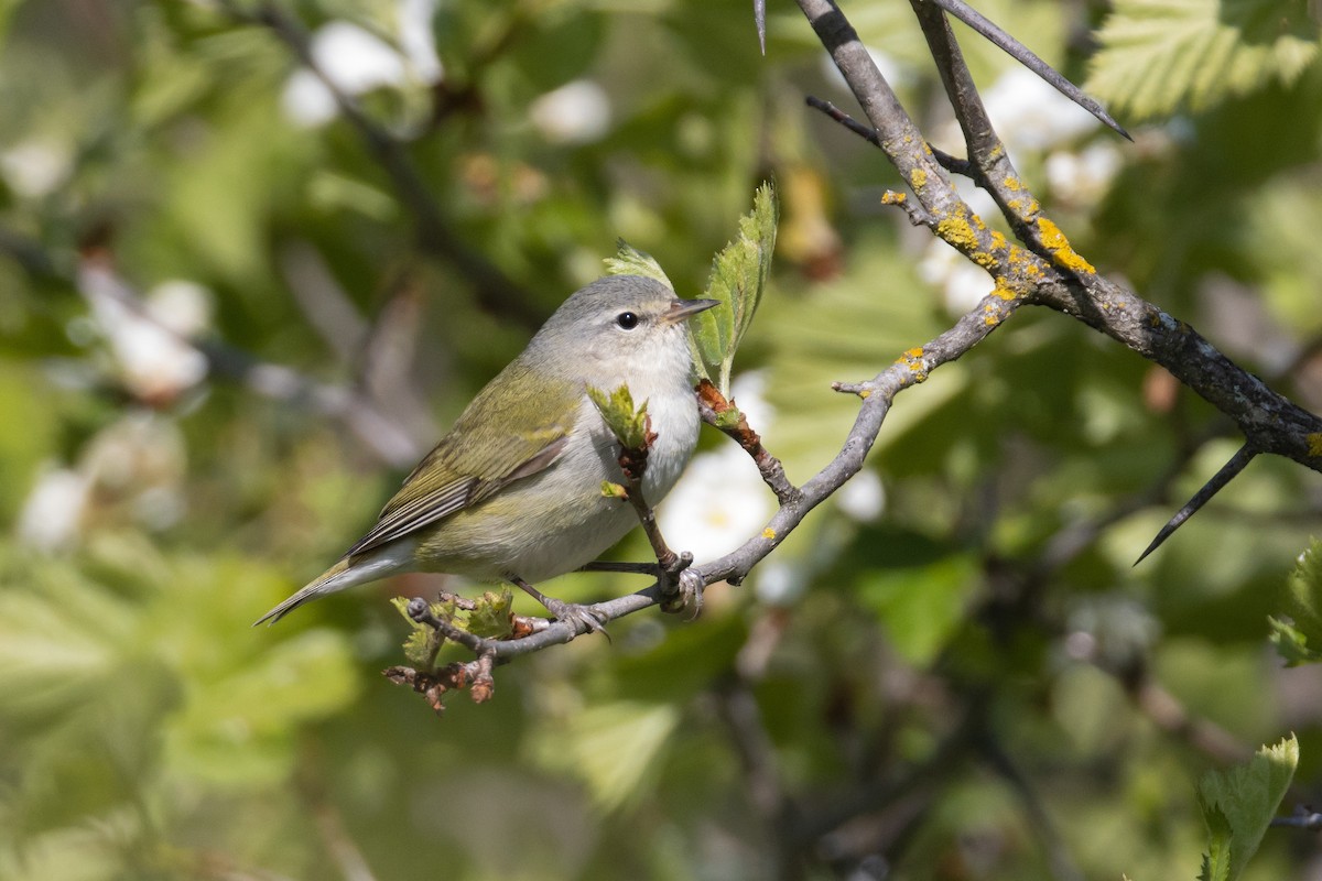 Tennessee Warbler - ML586965771