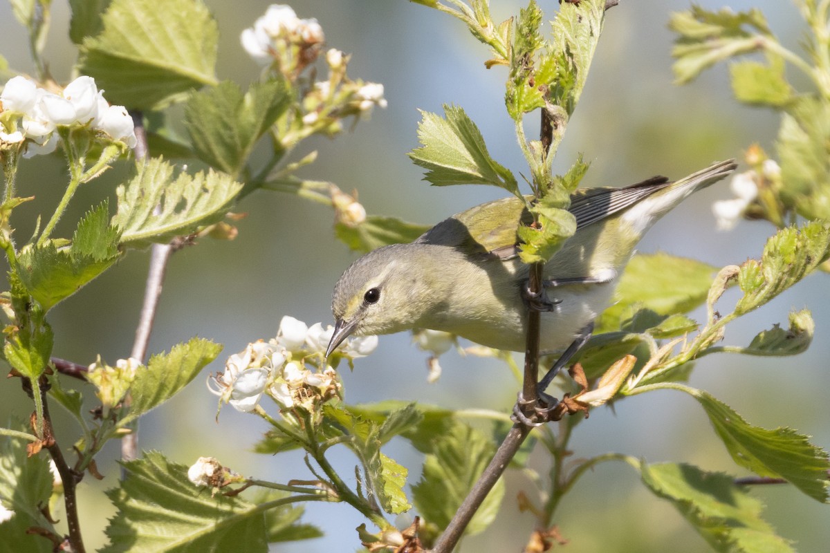 Tennessee Warbler - ML586965851