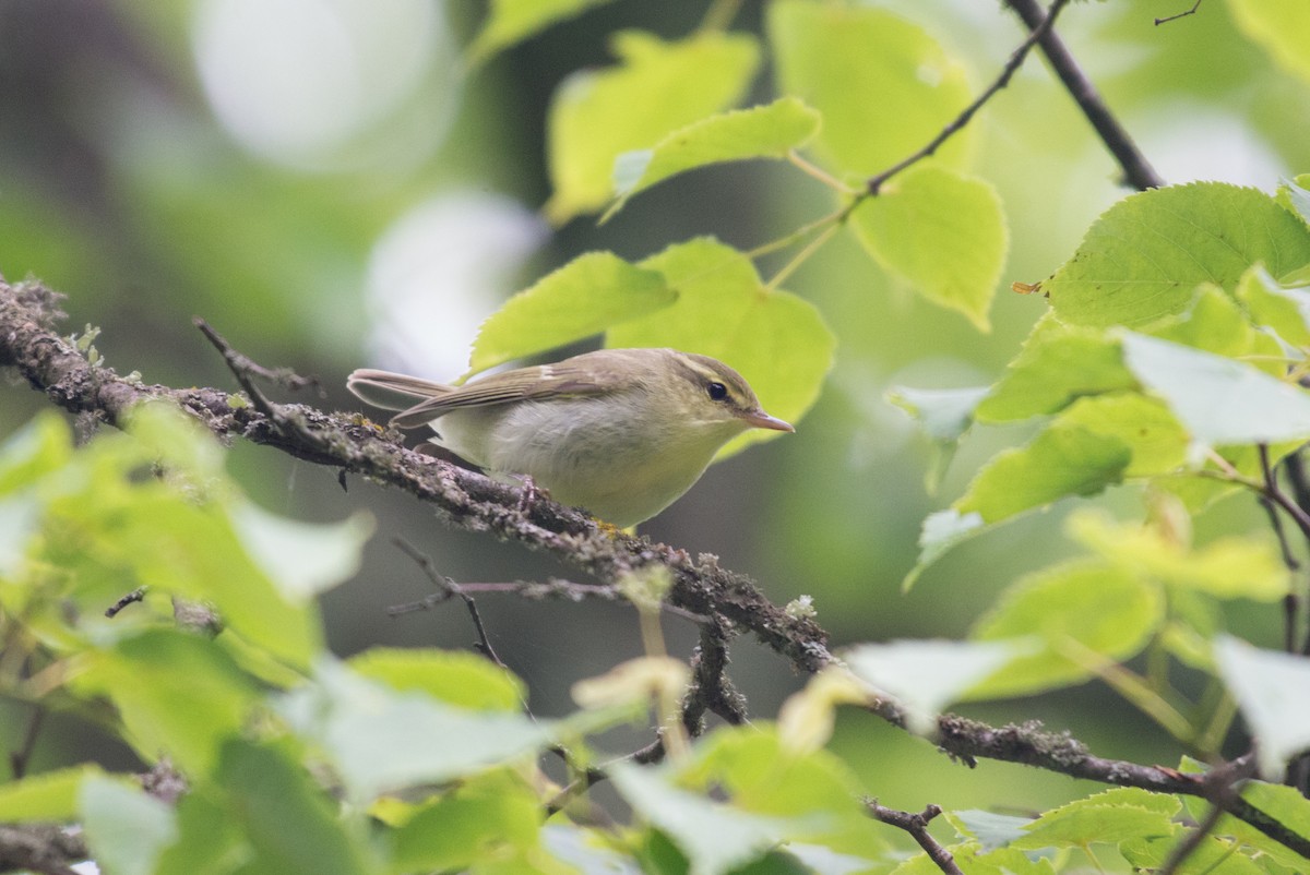 Green Warbler - John C. Mittermeier