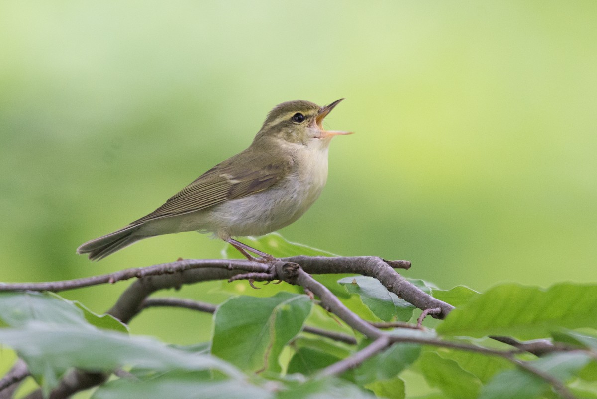 Mosquitero del Cáucaso - ML58696621