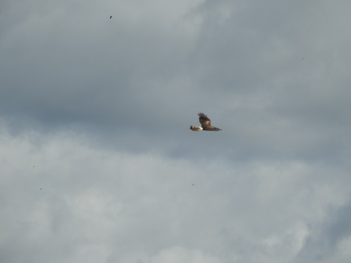 Northern Harrier - ML586966411