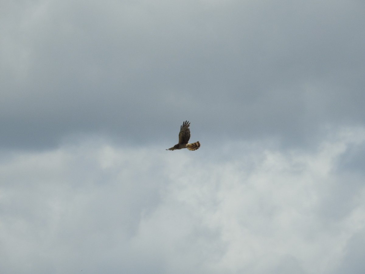 Northern Harrier - Patrick Gearin