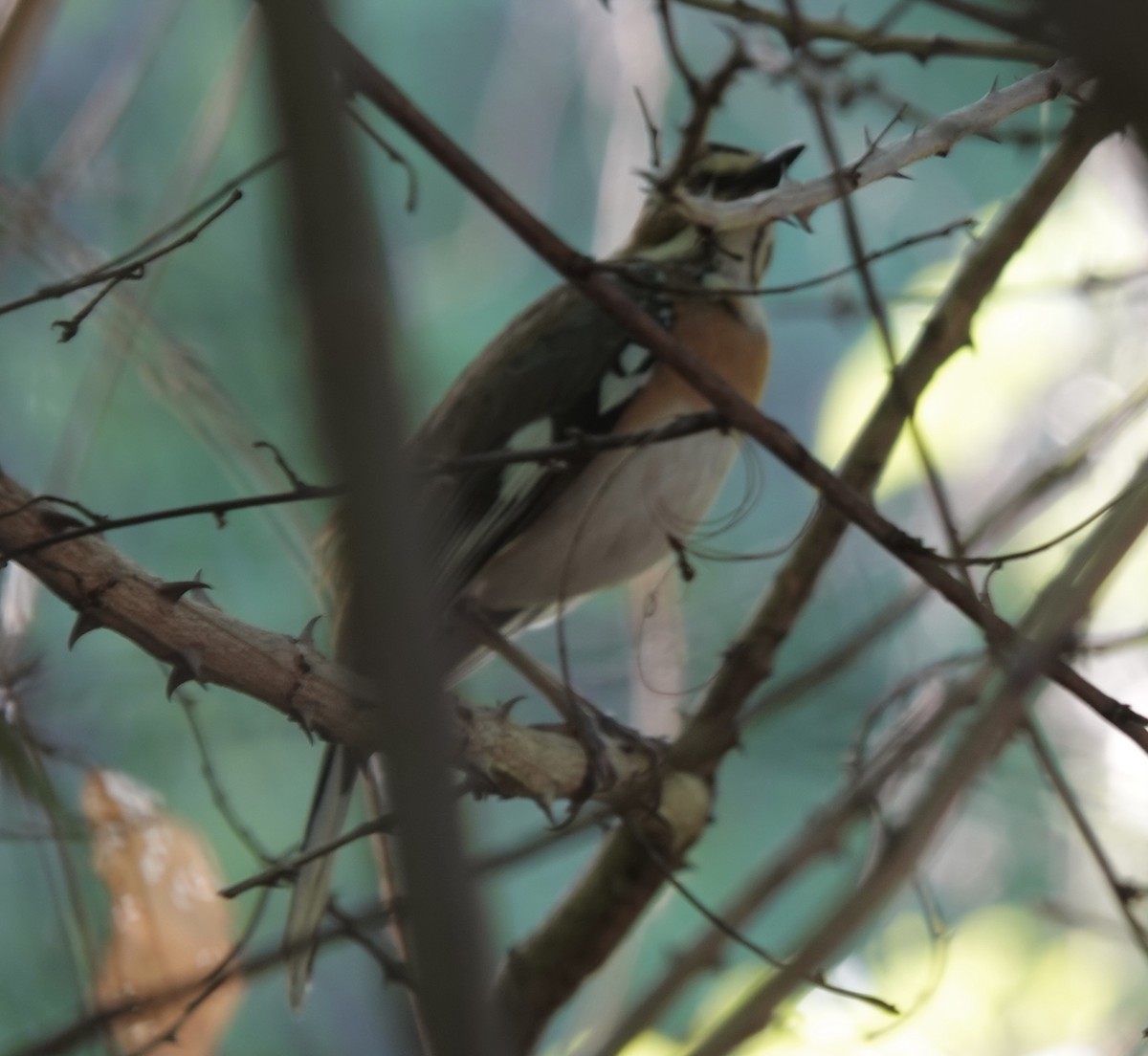 Bearded Scrub-Robin (Bearded) - ML586966591