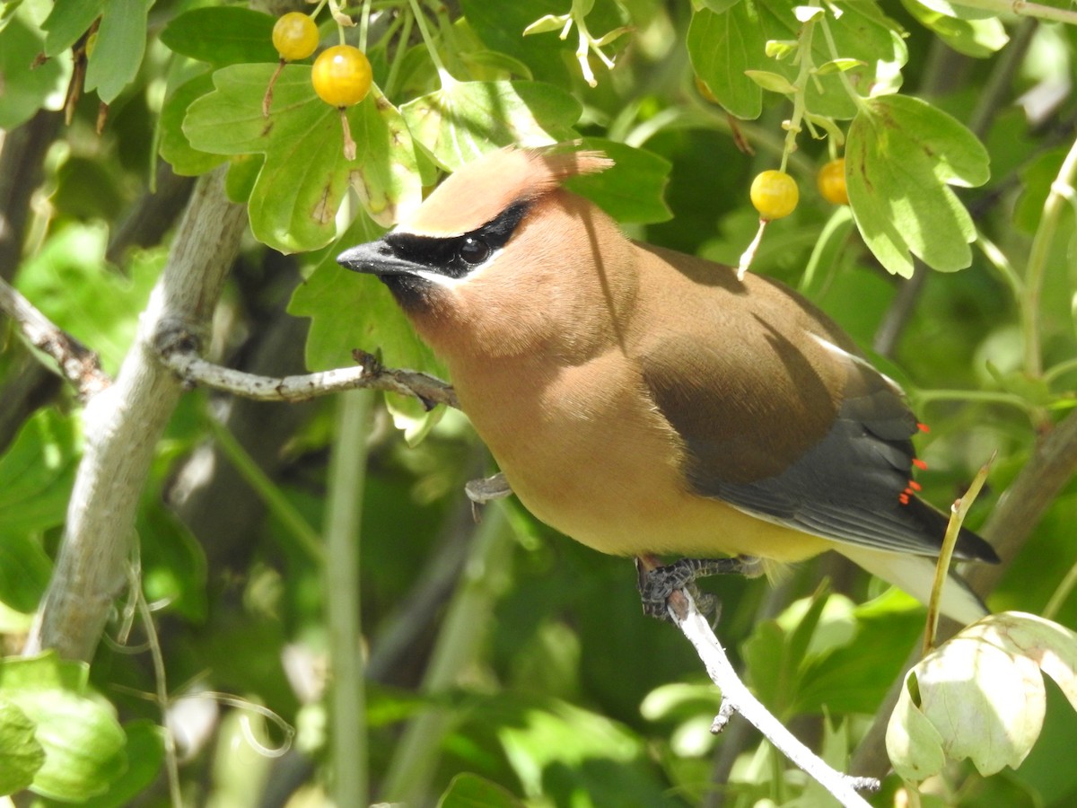 Cedar Waxwing - ML586966861