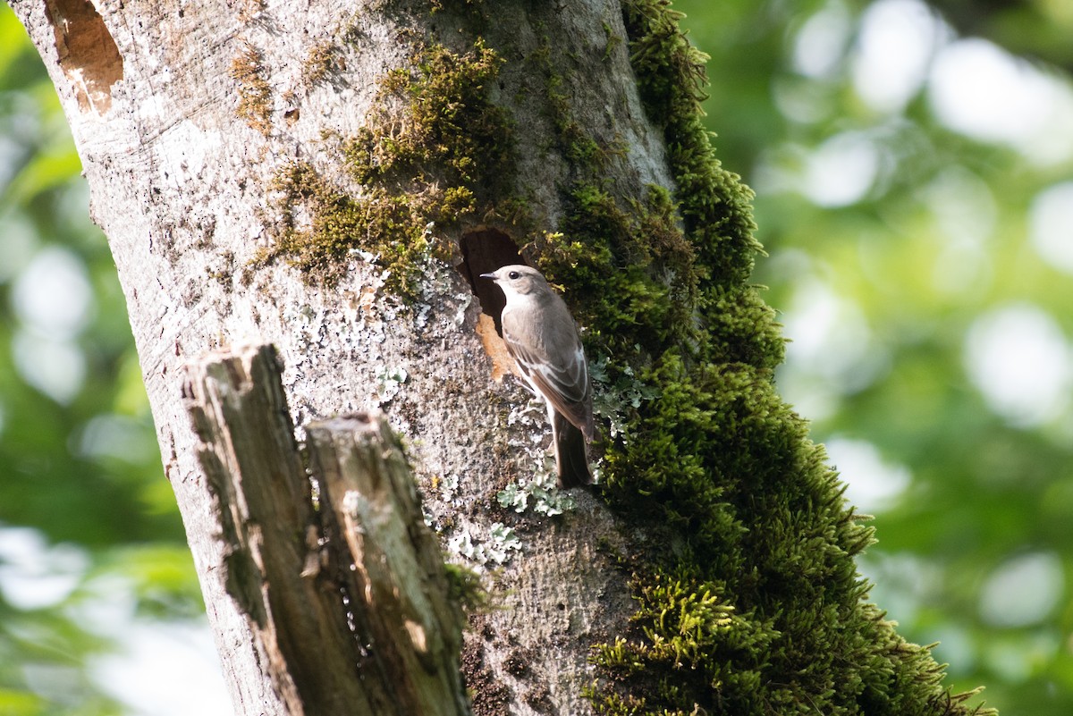 Semicollared Flycatcher - ML58696691