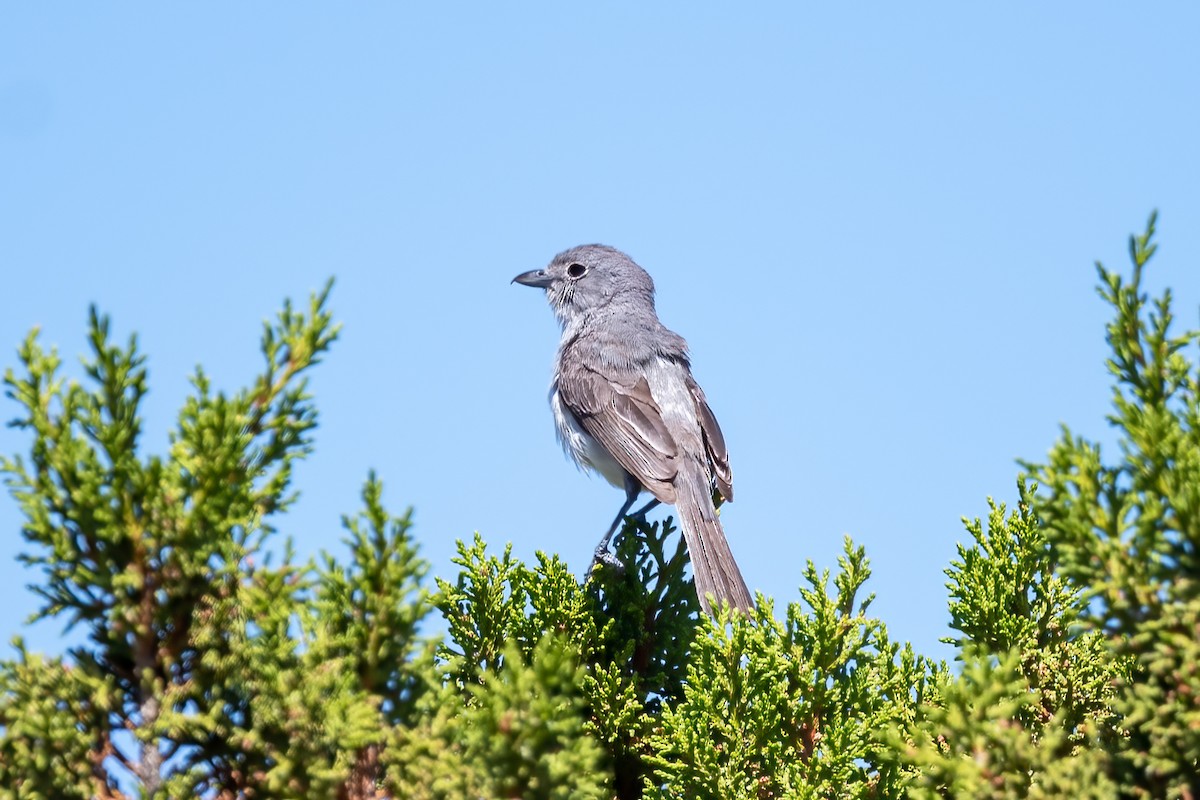 Gray Vireo - ML586967611