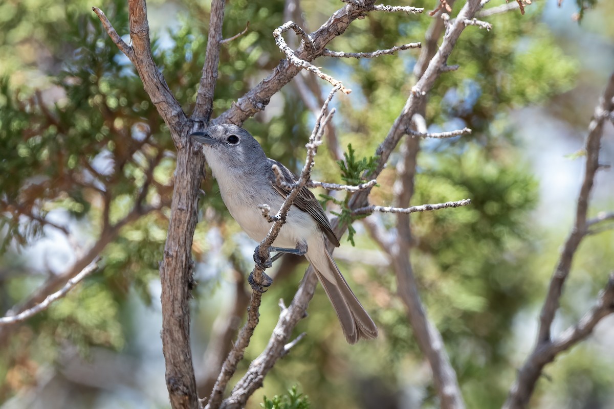 Gray Vireo - ML586967651