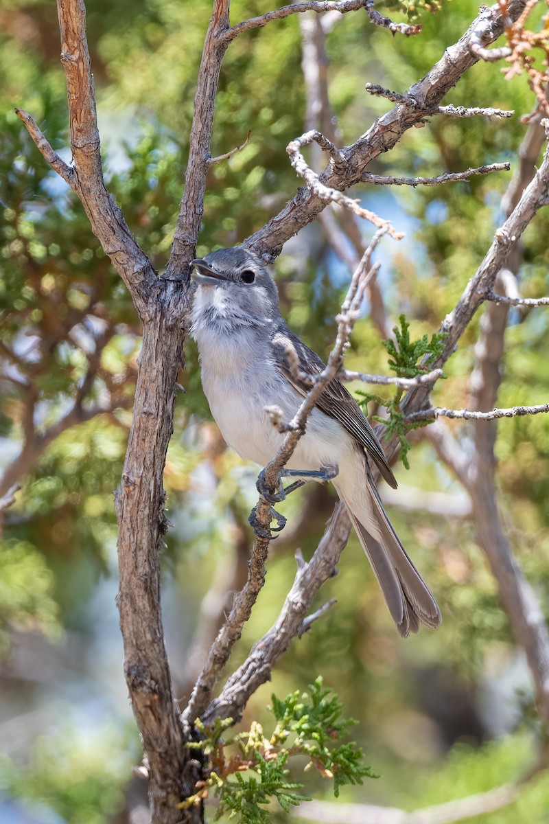 Gray Vireo - ML586967661